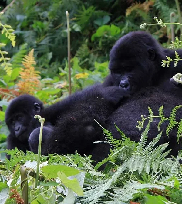 Gorilla Trekking Plus Volcano Hiking: A Combined Adventure Plan