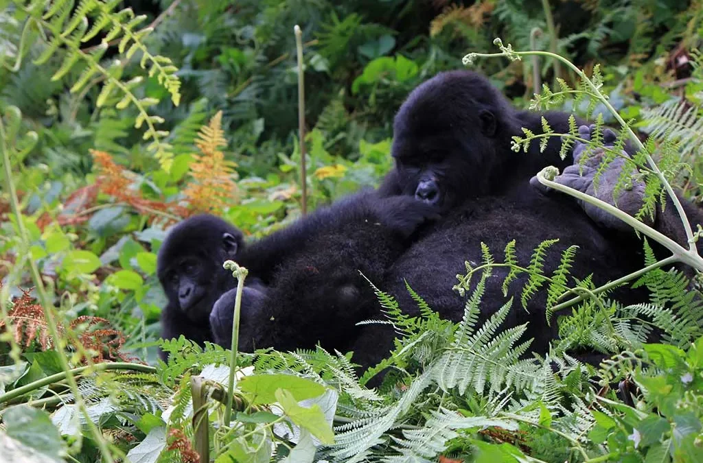 Gorilla Trekking Plus Volcano Hiking: A Combined Adventure Plan