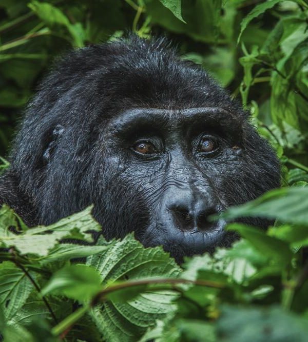 Gorilla Trekking in April and November: How Much Mud to Expect