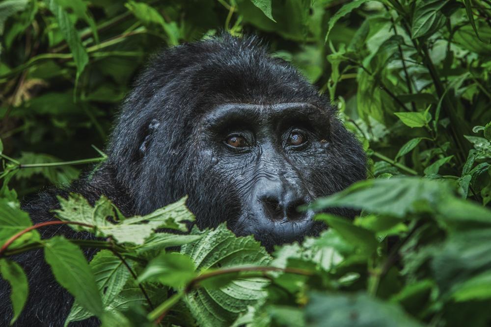 Gorilla Trekking in April and November: How Much Mud to Expect