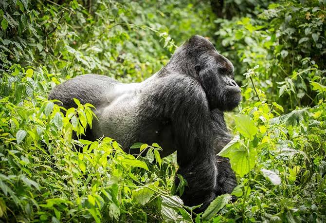 Gorilla Trekking With Asthma, Diabetes or a Bad Knee