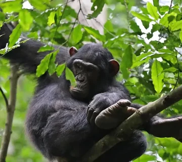 Gorilla and Chimpanzee Trekking in East Africa 360x320