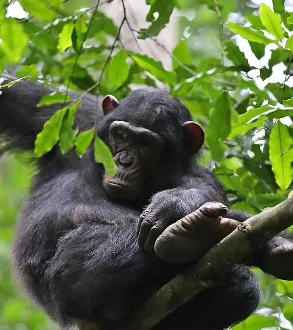 Gorilla and Chimpanzee Trekking in East Africa 600x675