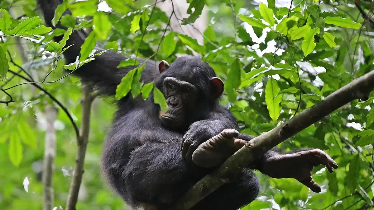 Gorilla and Chimpanzee Trekking in East Africa