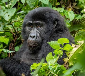 Why Gorilla Groups Are Capped at 8 Visitors a Day