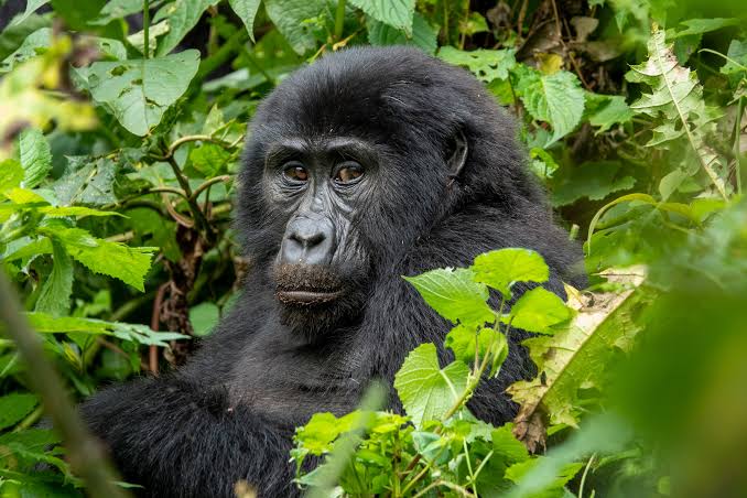 Why Gorilla Groups Are Capped at 8 Visitors a Day