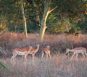 Gorongosa National Park: Mozambique's Wildlife Recovery Story