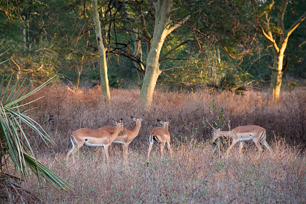 Gorongosa National Park: Mozambique's Wildlife Recovery Story