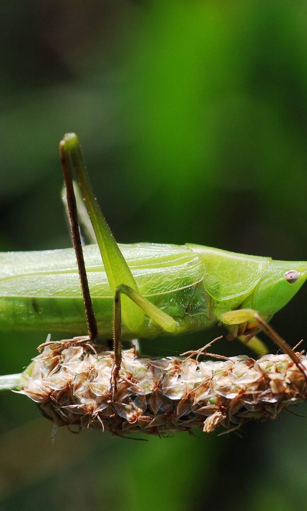 Grasshoppers (Nsenene): Uganda's Seasonal Delicacy