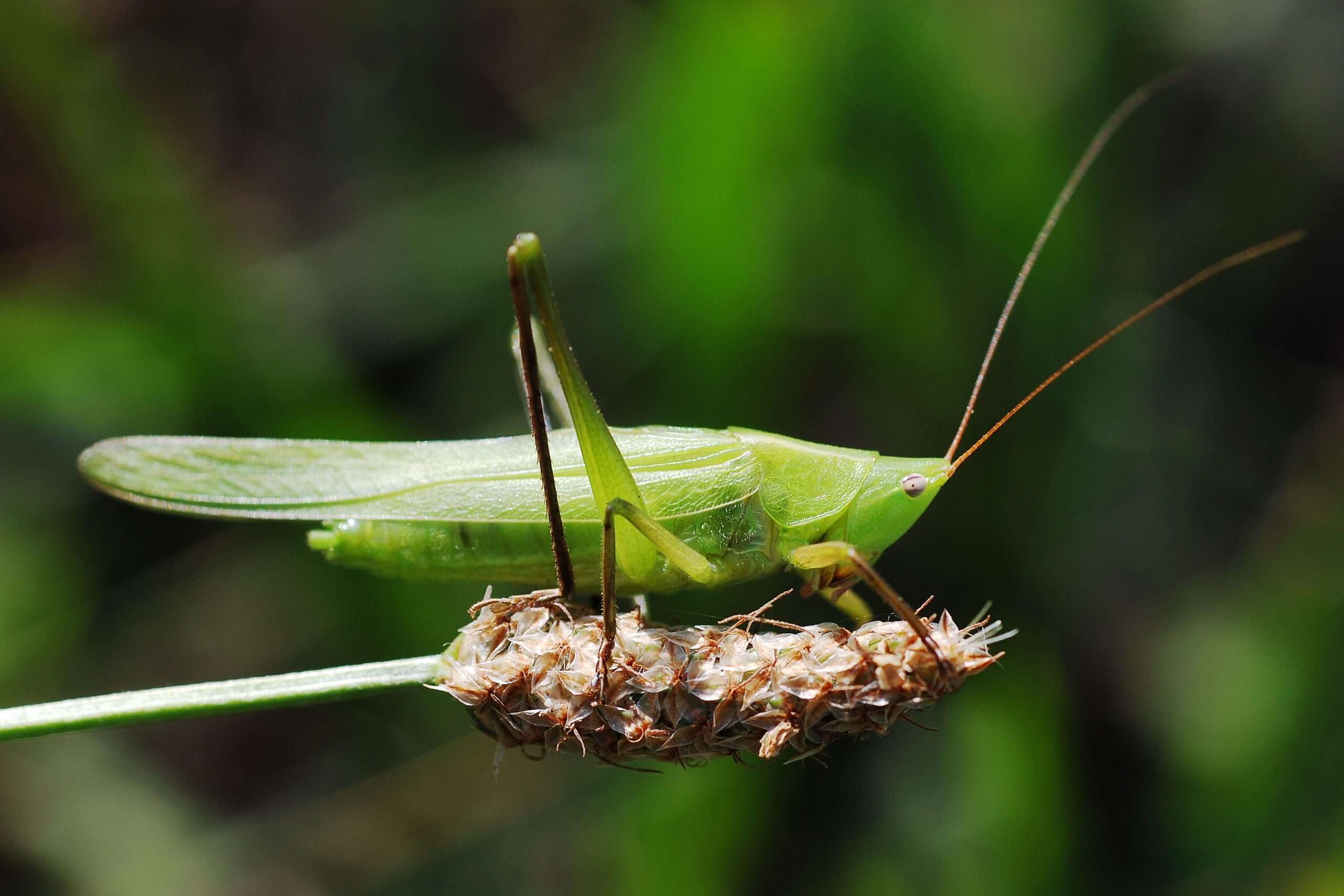 Grasshoppers (Nsenene): Uganda's Seasonal Delicacy