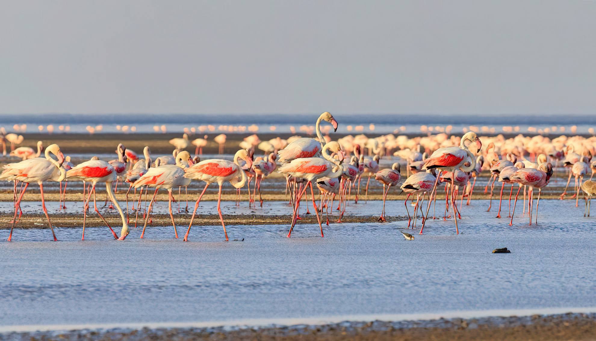 Great Migration and Lake Natron2