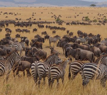 Great Migration and Ngorongoro Crater2 360x320