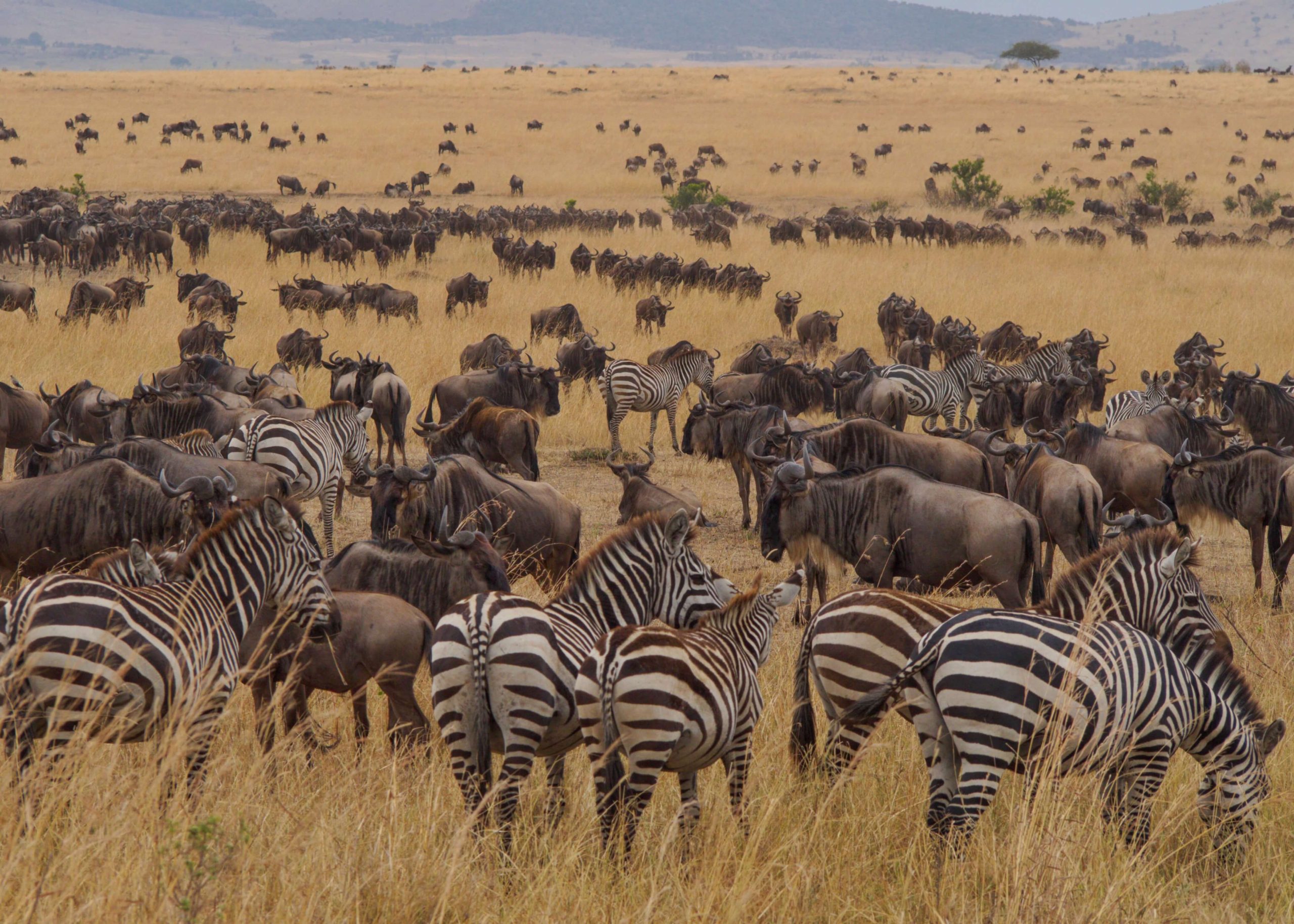 Great Migration and Ngorongoro Crater2 scaled