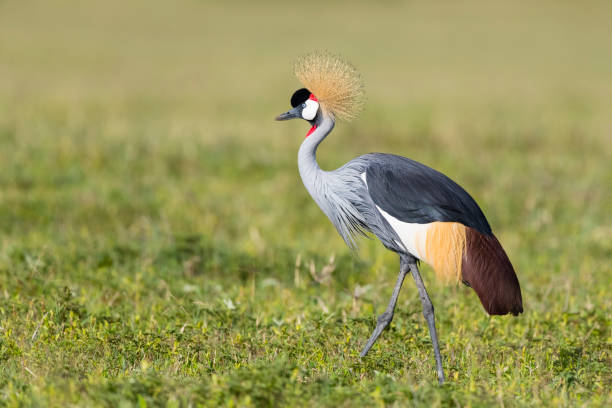 Grey Crowned Cranes: Uganda's National Bird and Where to Find It