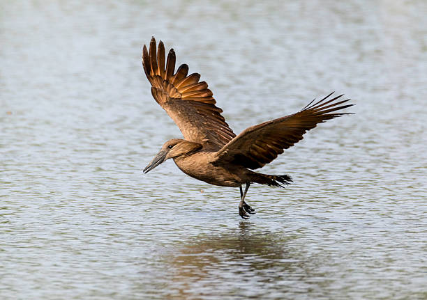 Hamerkop: The Hammer Headed Bird With the Giant Nest