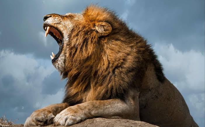 Hearing a Lion Roar at Night: Meaning and Distance