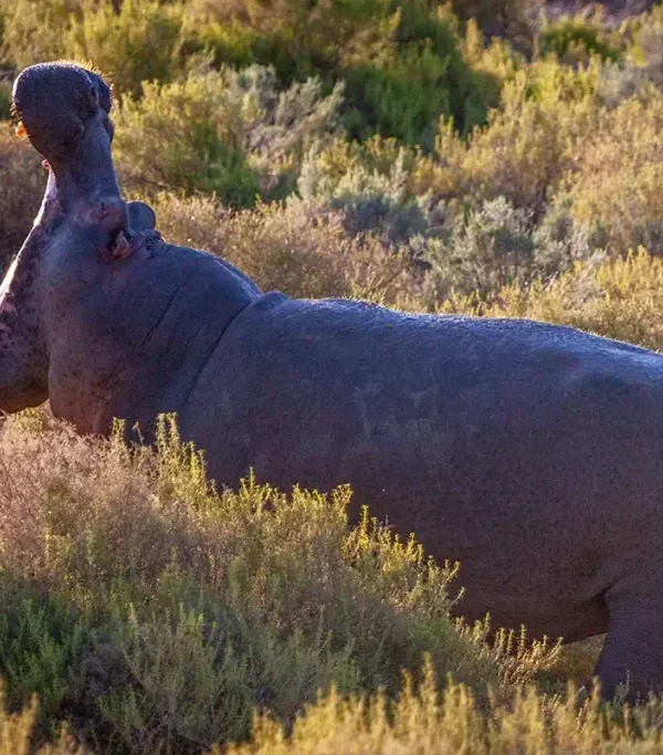Hippos: Why Africa's Most Dangerous Big Mammal Isn't a Predator