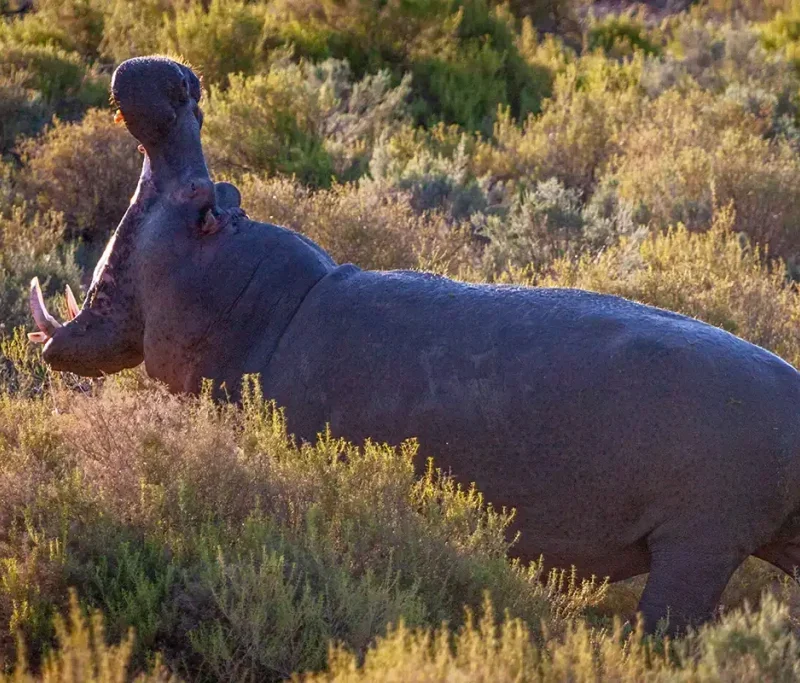 Hippos Hippos: Why Africa's Most Dangerous Big Mammal Isn't a Predator