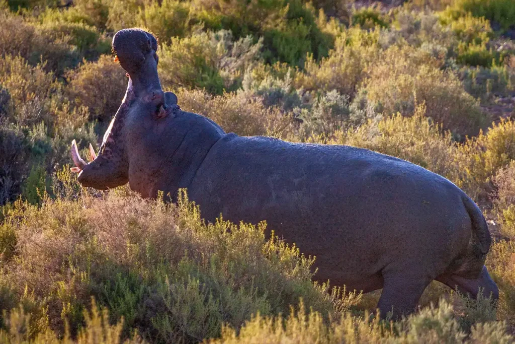 Hippos: Why Africa's Most Dangerous Big Mammal Isn't a Predator