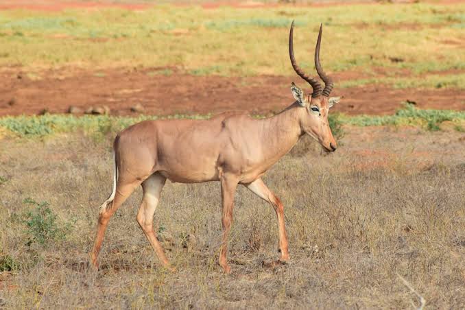 Hirola: One of Africa's Rarest Antelopes and the Fight to Save It