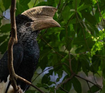 Hornbills of East Africa