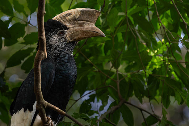 Hornbills of East Africa