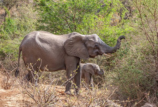 How Baby Elephants Learn to Use Their Trunks