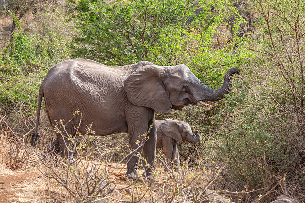 How Baby Elephants Learn to Use Their Trunks