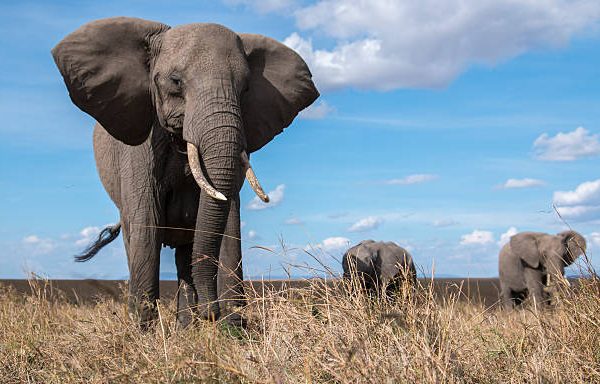 How Elephants Communicate Through Ground Rumbles