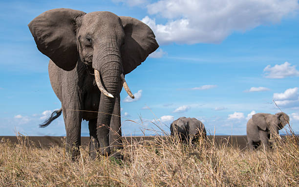 How Elephants Communicate Through Ground Rumbles