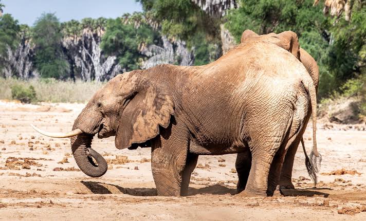How Elephants Dig for Water in Dry Riverbeds