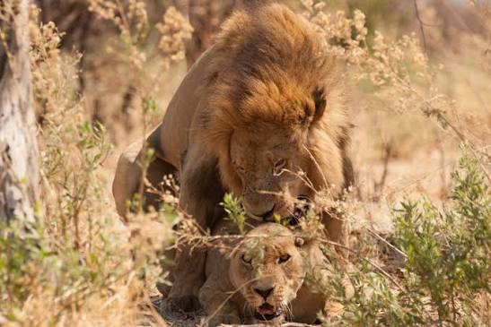 How Lion Prides Work