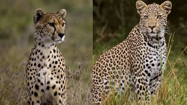 How Lions, Leopards and Cheetahs Avoid Each Other in One Park