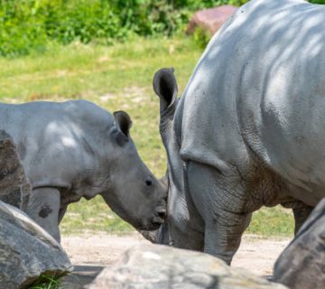 How Long Rhino Calves Stay With Their Mothers