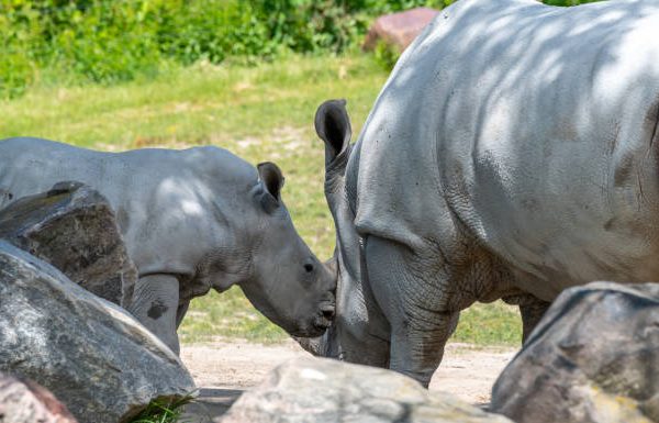 How Long Rhino Calves Stay With Their Mothers