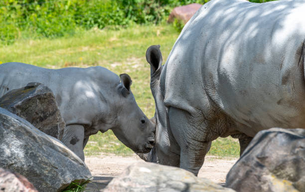 How Long Rhino Calves Stay With Their Mothers