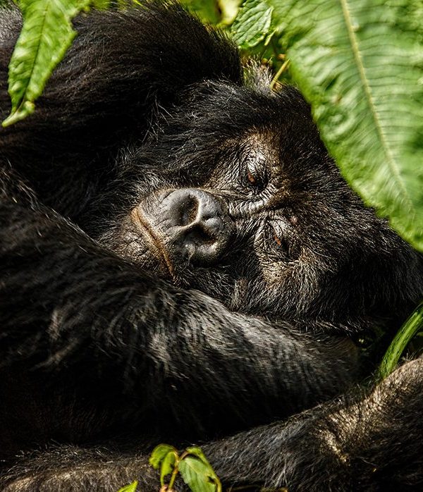 How Mountain Gorillas Build Nests and Spend Their Day