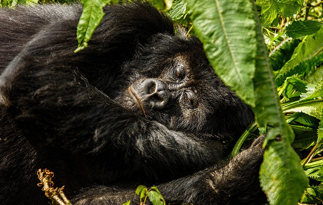 How Mountain Gorillas Build Nests and Spend Their Day