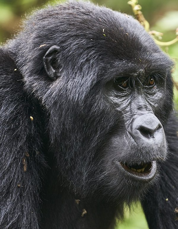 How Much Does a Gorilla Safari Cost in Rwanda 20262 600x773