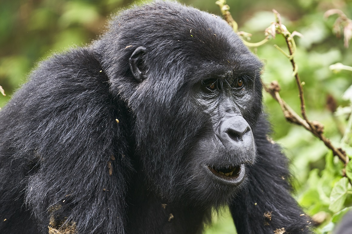 How Much Does a Gorilla Safari Cost in Rwanda 20262