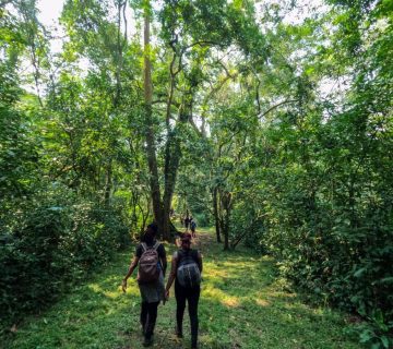 How Tourism Helps Protect Forests in Uganda and Rwanda