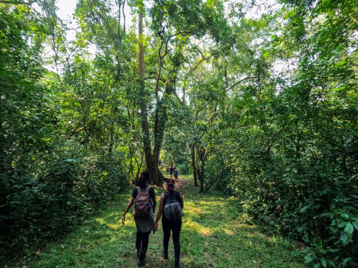 How Tourism Helps Protect Forests in Uganda and Rwanda