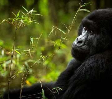 How Trackers Find Gorillas Before Your Trek Starts