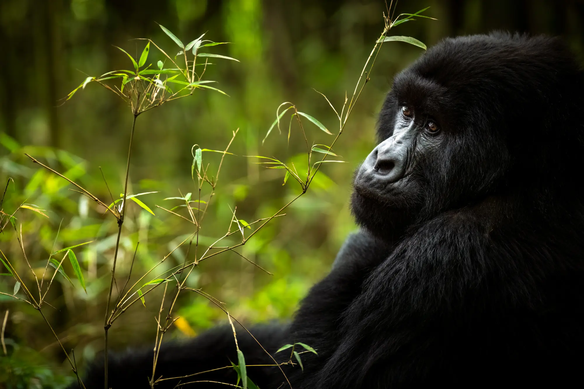 How Trackers Find Gorillas Before Your Trek Starts