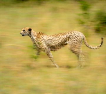 How to Capture Motion in Cheetah and Wild Dog