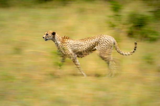 How to Capture Motion in Cheetah and Wild Dog
