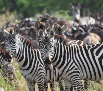 How to Check a Safari Operator Is Licensed in Uganda, Kenya and Tanzania