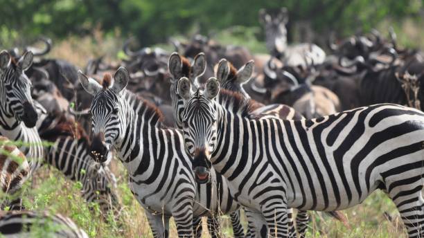 How to Check a Safari Operator Is Licensed in Uganda, Kenya and Tanzania