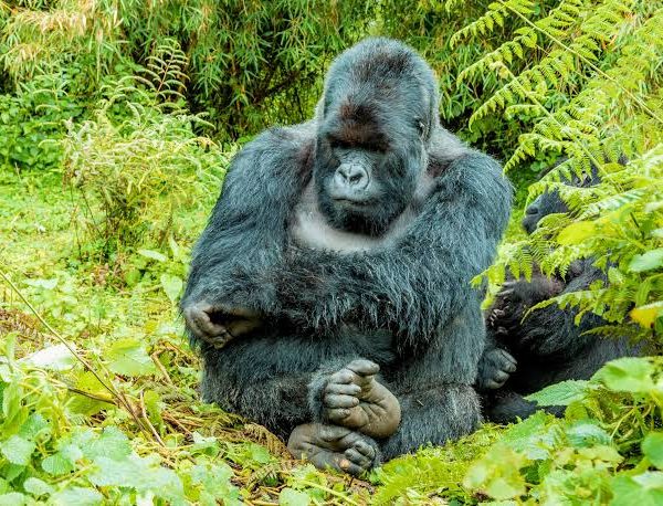 How to Photograph Gorillas in Low Forest Light