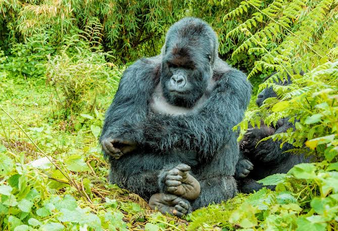 How to Photograph Gorillas in Low Forest Light